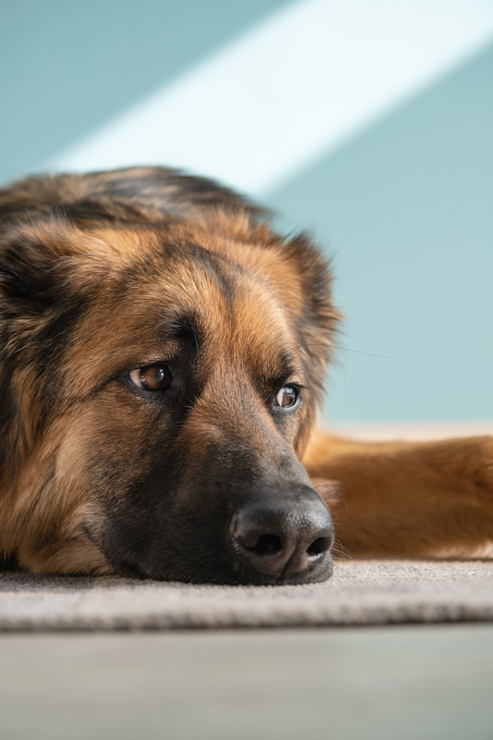 cute german shepherd dog lying on the floor and looking away sadly