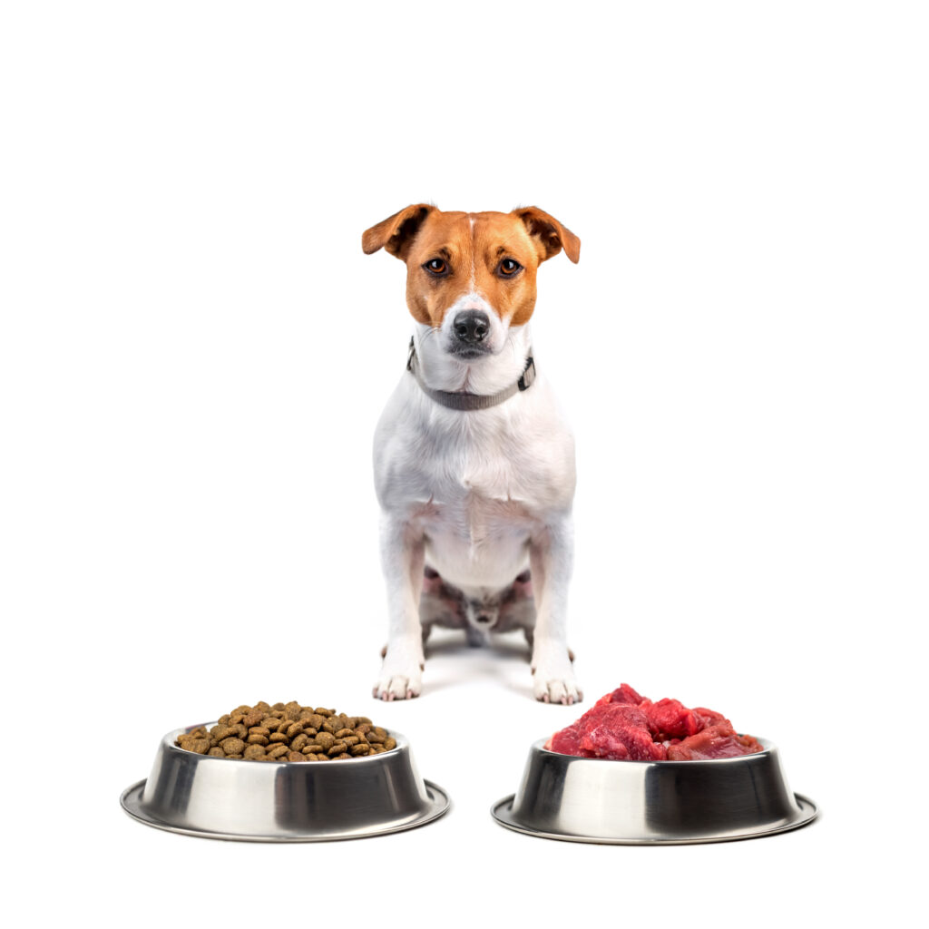 jack russel with food
