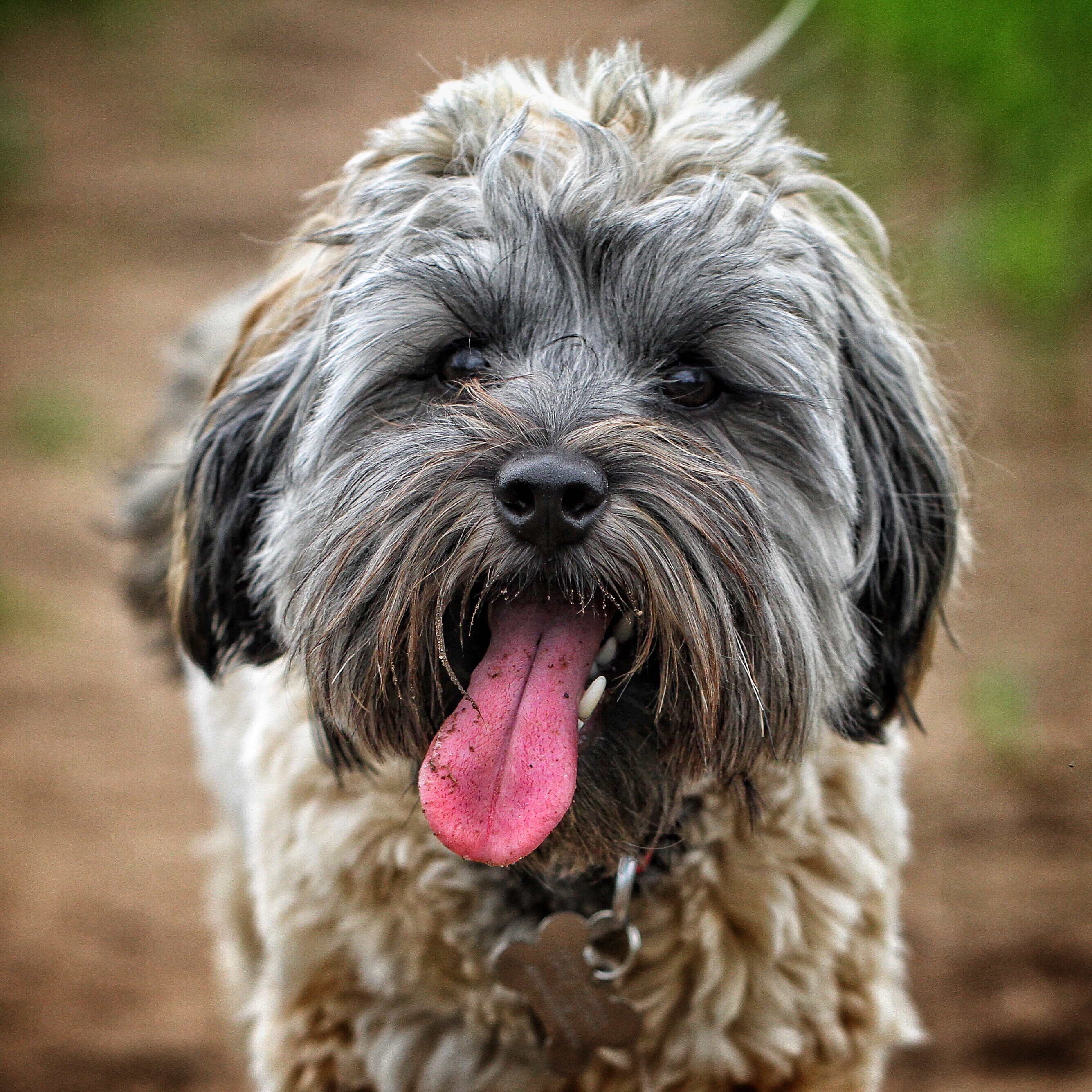 happy dog close up with tongue out 2026 03 17 20 09 30 utc