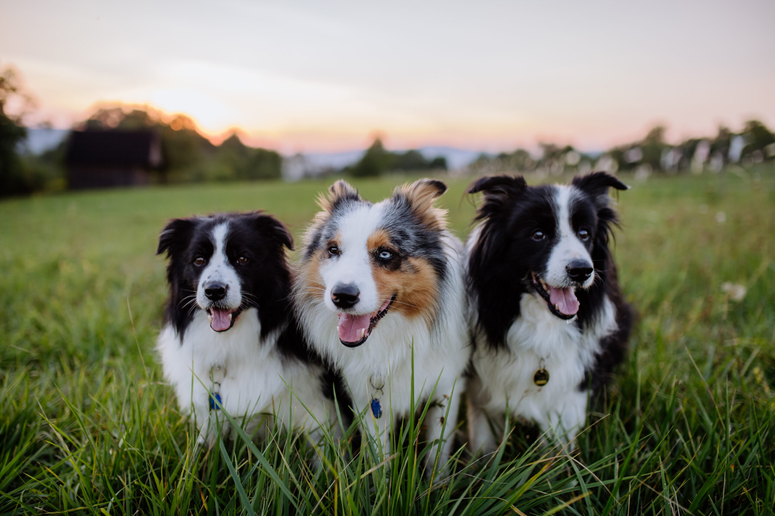 portrait of three border collies outdoor in a meadow.
